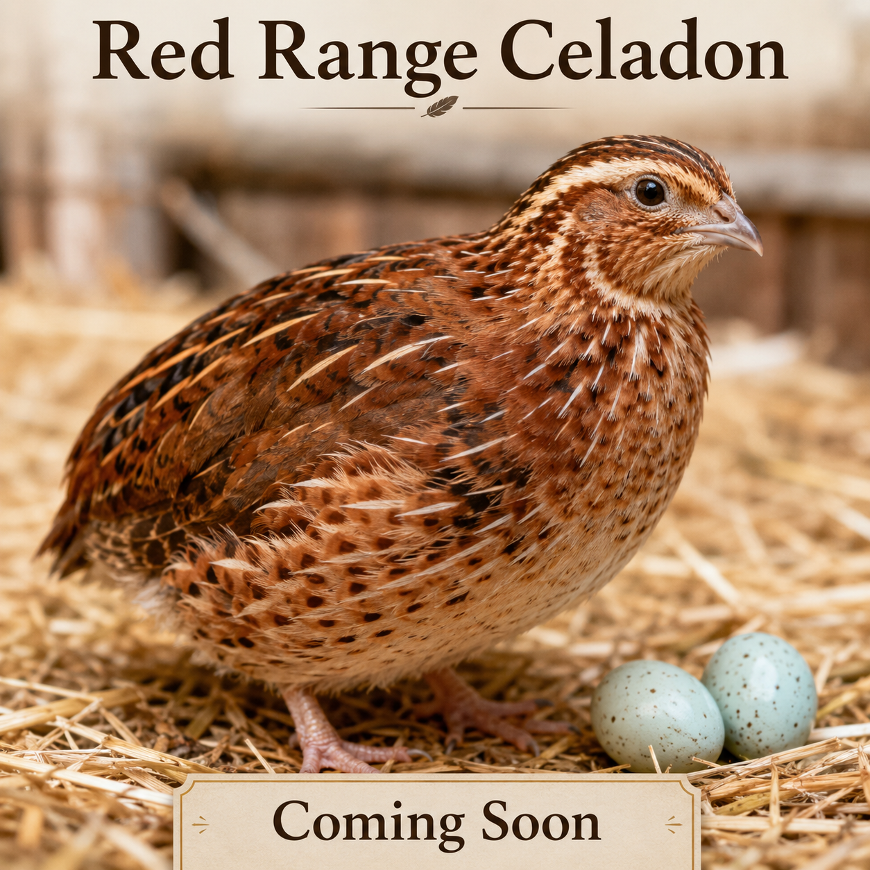 Red Range Celadon Quail Coming soon